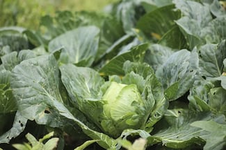 FDA vincula brote de ciclosporiasis en EU con lechuga importada de México
