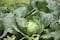 FDA vincula brote de ciclosporiasis en EU con lechuga importada de México