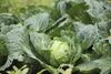 FDA vincula brote de ciclosporiasis en EU con lechuga importada de México