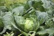 FDA vincula brote de ciclosporiasis en EU con lechuga importada de México