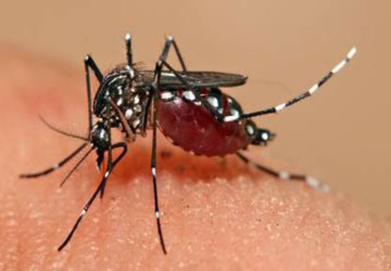 Mosquito Aedes aegypti