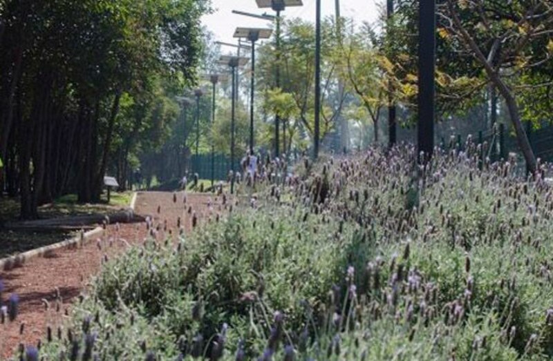 Un hermoso jardín de lavanda en flor.