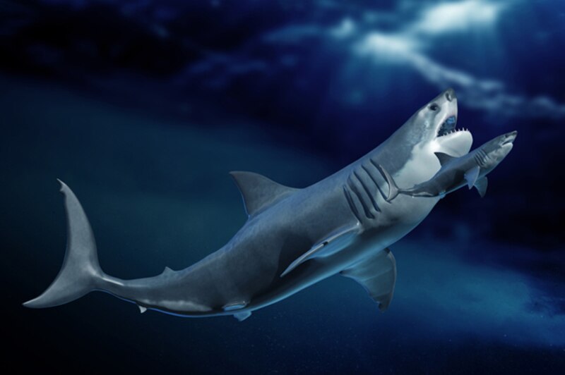Tiburón blanco atacando a otro tiburón