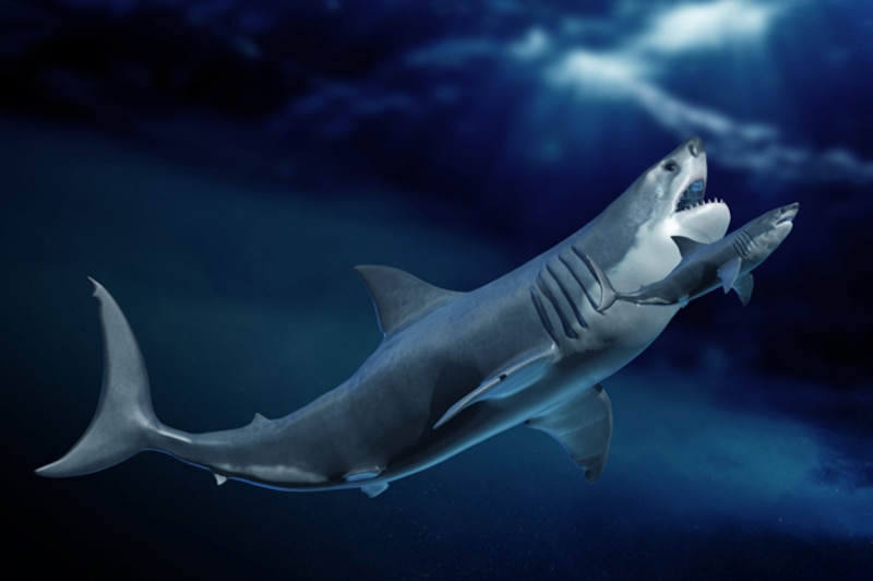 Tiburón blanco atacando a otro tiburón