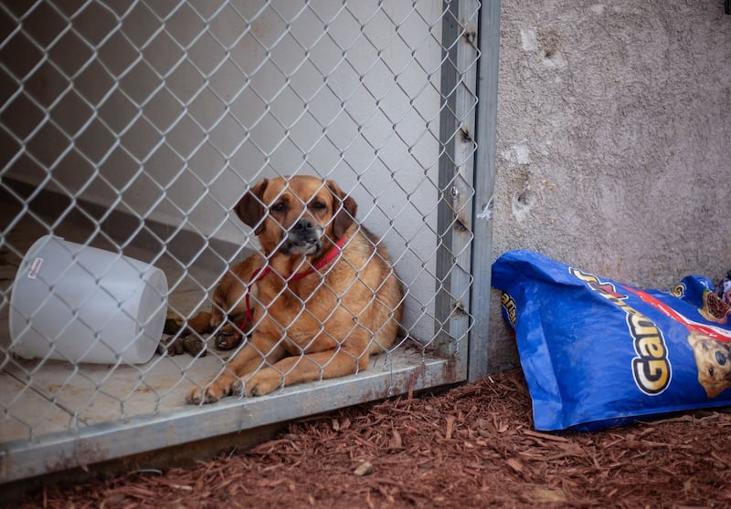 Se realizó recorrido por el deportivo Los Galeanos 10, uno de los tres albergues temporales para los perros rescatados el pasado 7 de enero del albergue Franciscano; en este llegaron 187 animales; 17 permanecen en el veterinario y 170 repartidos en los distintos salones.