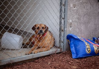Brugada enviará al Congreso propuesta para regular albergues de animales
