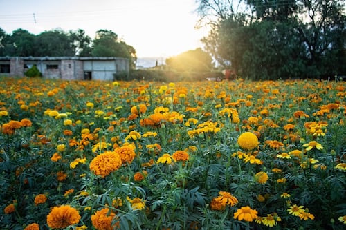 Xanat Ninín: flor de muerto