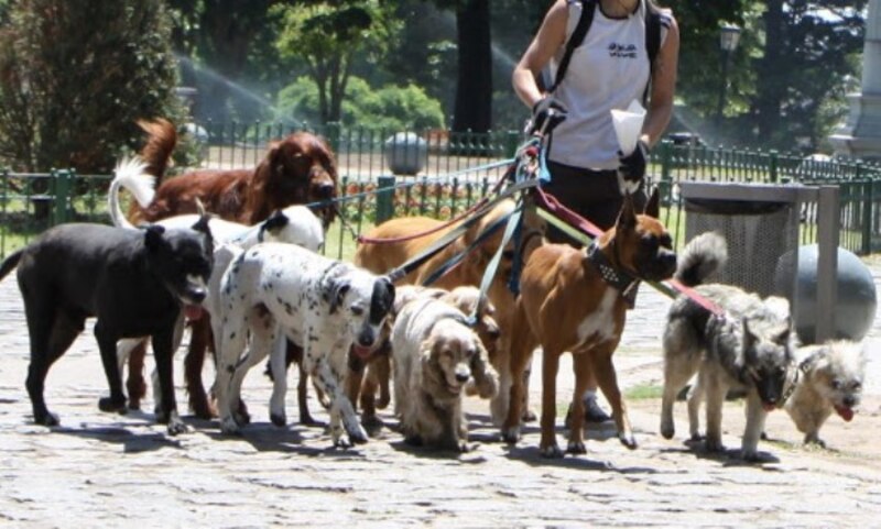 Mujer paseando perros