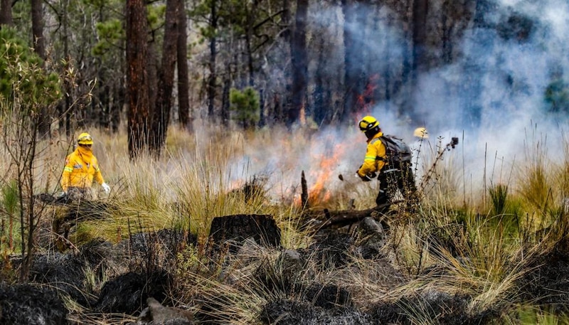 Bomberos combaten un incendio forestal