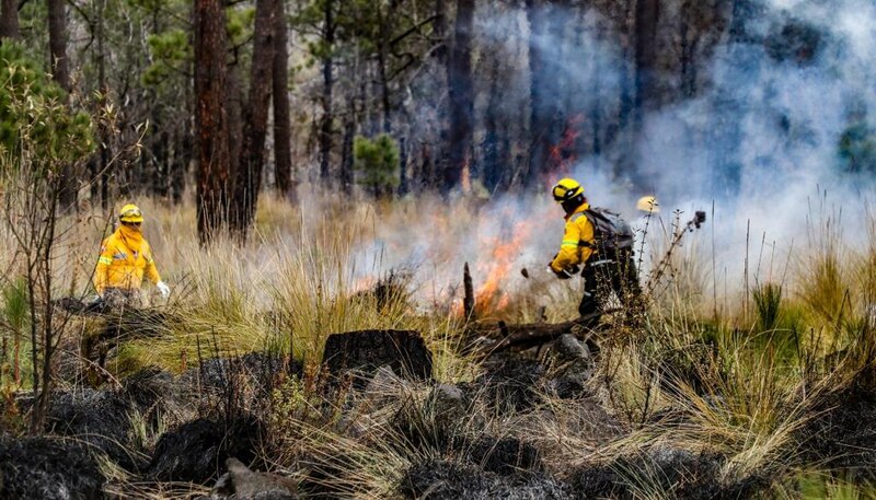 Bomberos combaten un incendio forestal