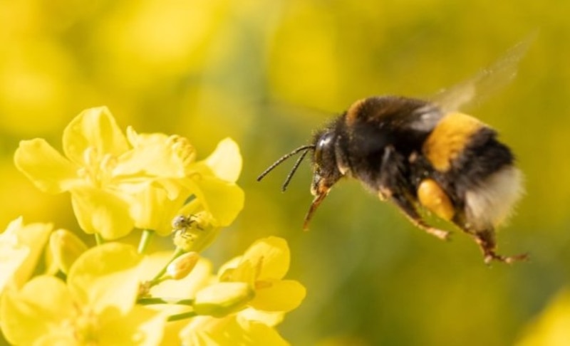 Abeja volando sobre una flor amarilla