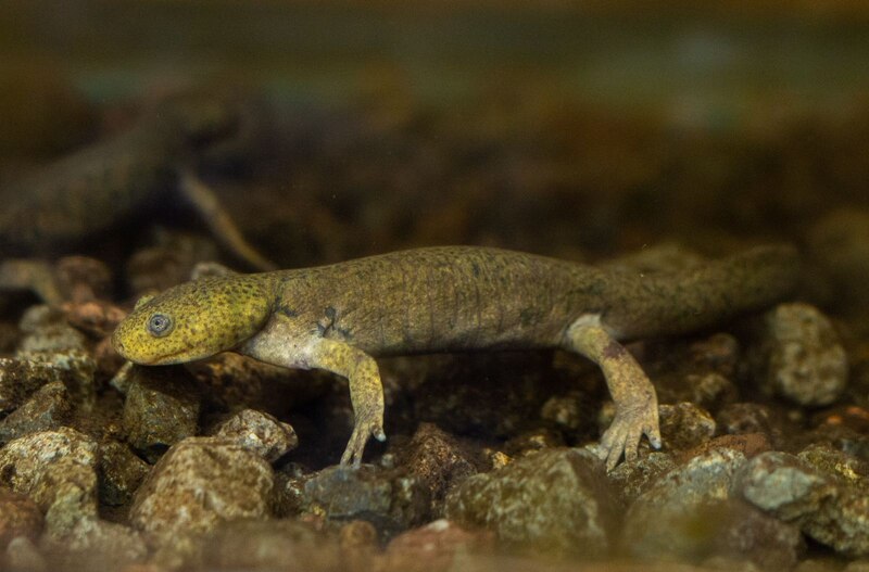 Una salamandra en el agua