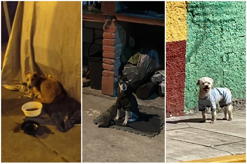 Perros callejeros en busca de comida