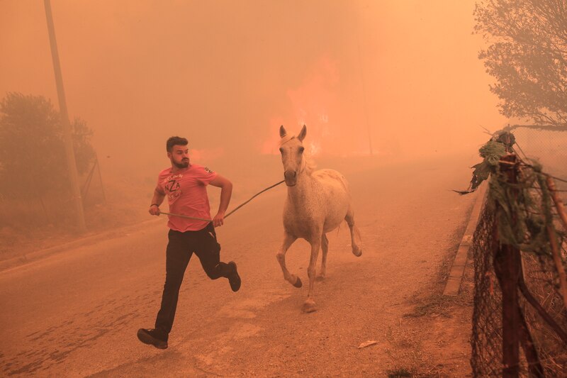Un hombre rescata a un caballo de un incendio forestal