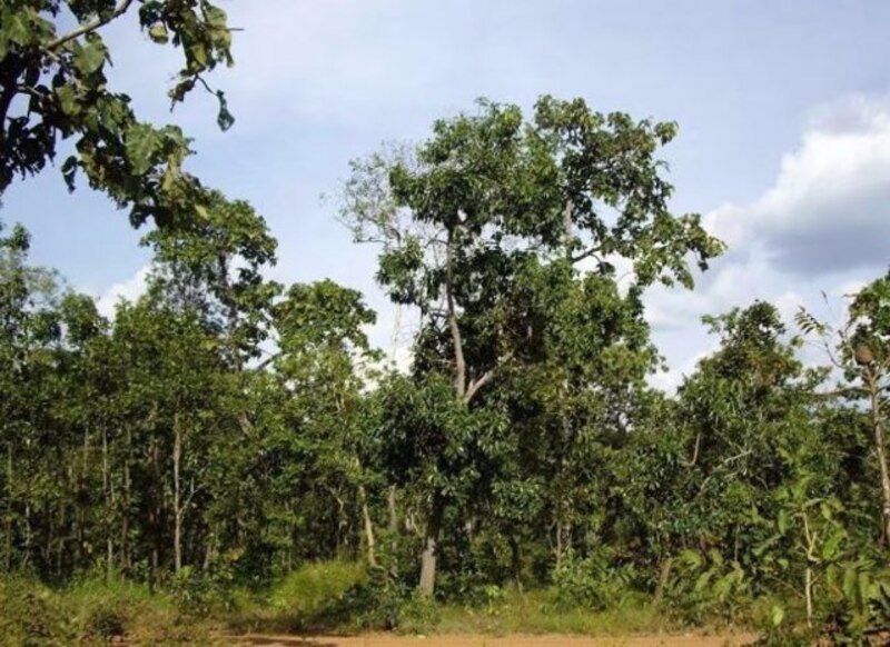 Árboles en un bosque