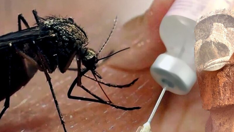 El mosquito transmisor del dengue, zika y chikungunya