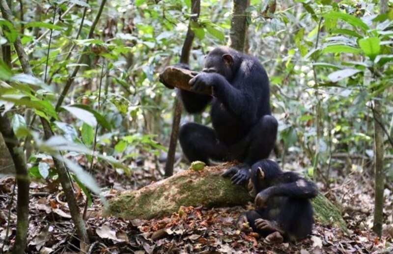 Chimpancés en la selva
