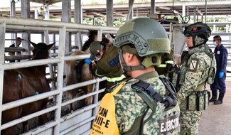 De noviembre a la fecha se interceptaron 32 cargamentos de ganado con gusano barrenador: Agricultura 