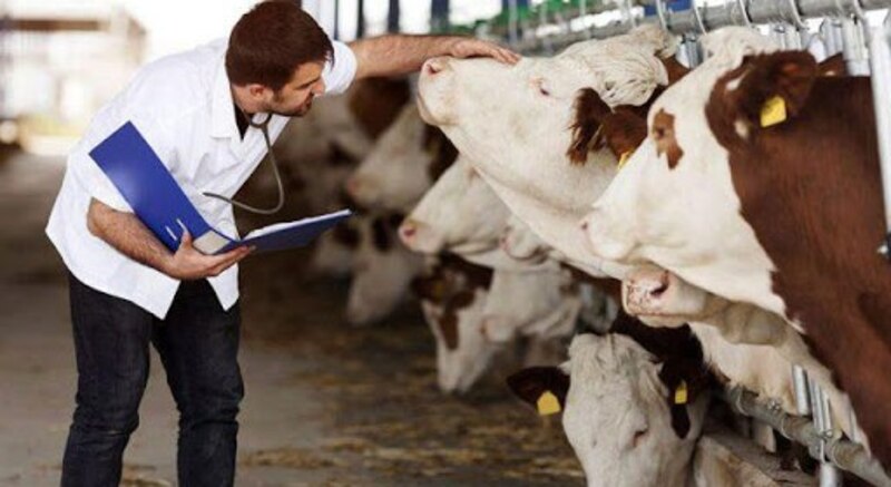 Veterinario examinando vacas en una granja