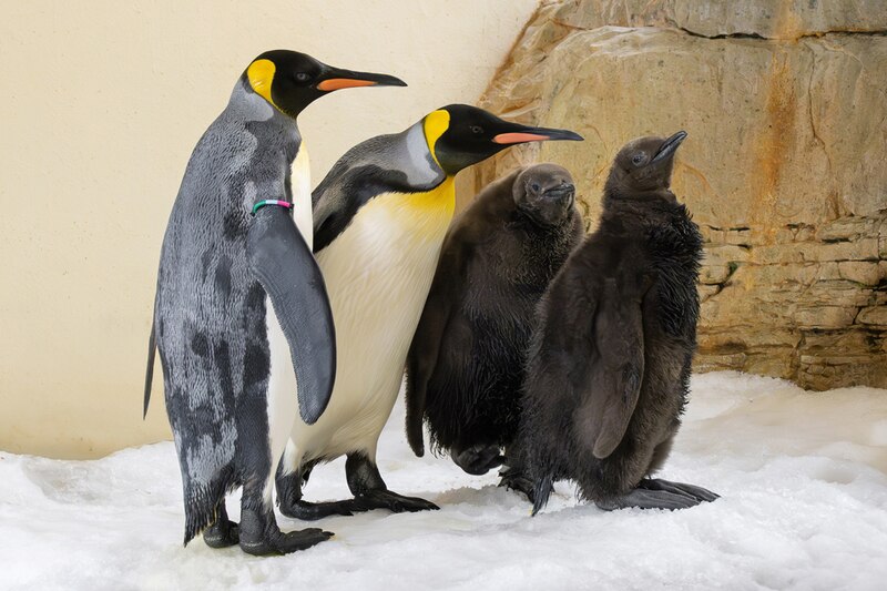 Pingüinos en la nieve