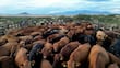 Demanda sector ganadero medidas urgentes por crisis de gusano barrenador; privilegiar consumo de carne mexicana