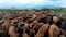 Demanda  sector ganadero medidas urgentes por crisis de  gusano barrenador; privilegiar consumo de carne mexicana
