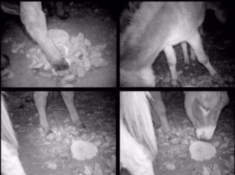 Vaca atrapada en una cerca