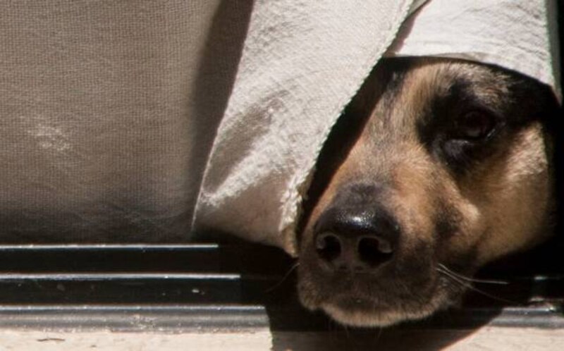 Perro escondido detrás de una cortina