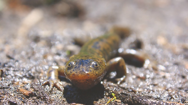 Salamandra común (Salamandra salamandra)