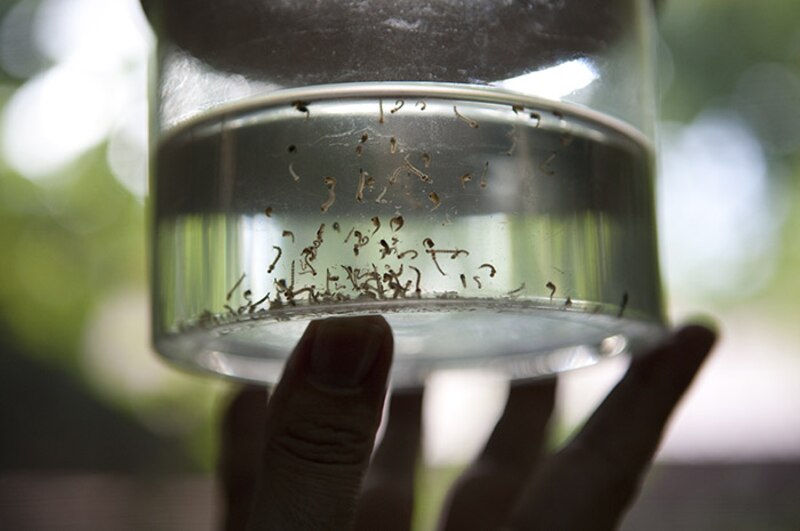 Mosquitos en un vaso de agua