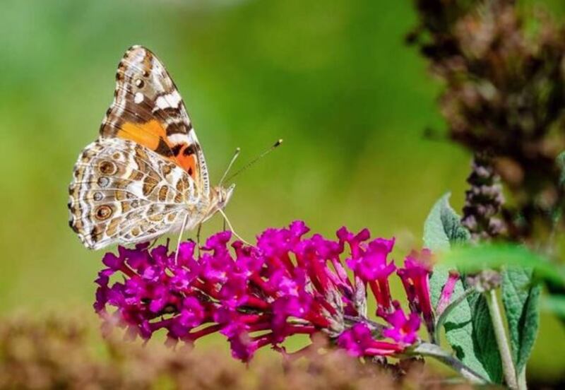 Una mariposa monarca en una flor morada