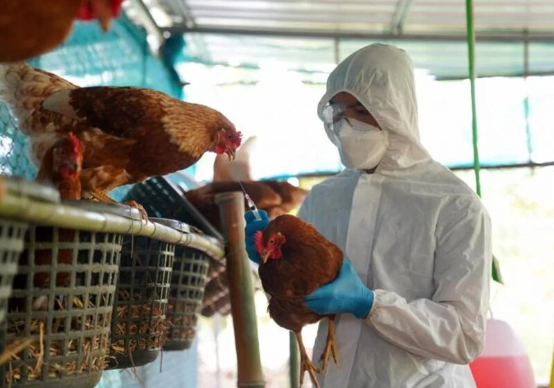 Vacunación de aves de corral