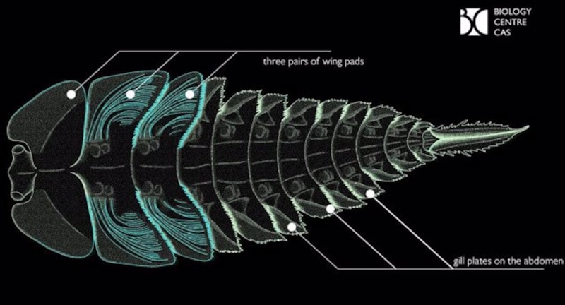 Anatomía de un insecto