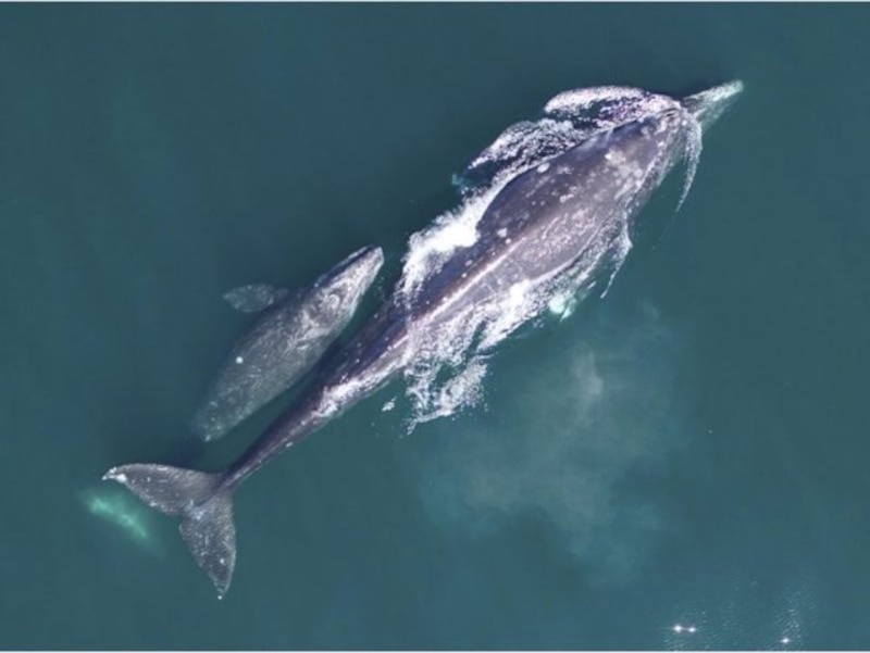 Ballena gris y su cría nadando en el océano