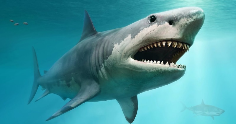 Tiburón megalodón