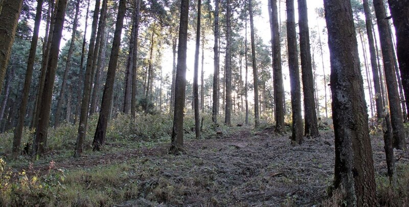 Un bosque de coníferas en las montañas