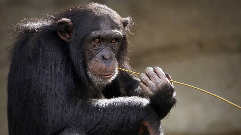 Chimpancé pensativo