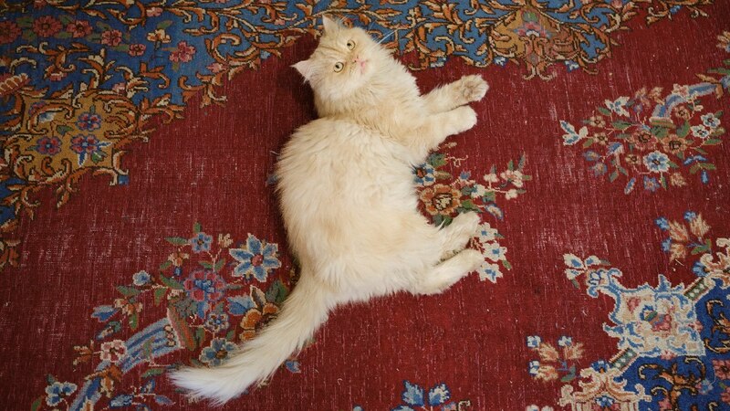 Gato persa tumbado en una alfombra persa