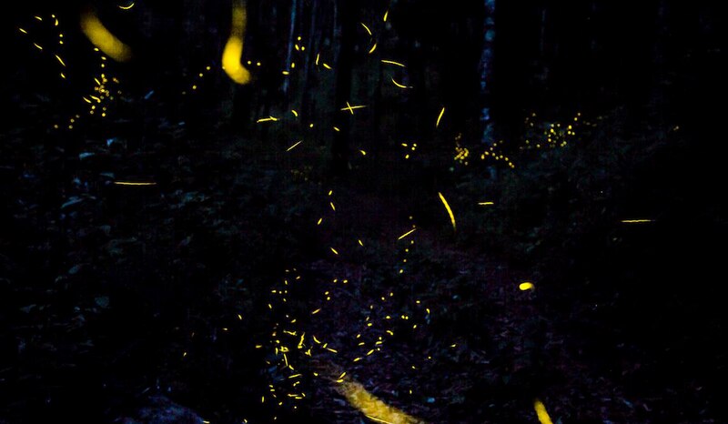 Luciérnagas en el bosque