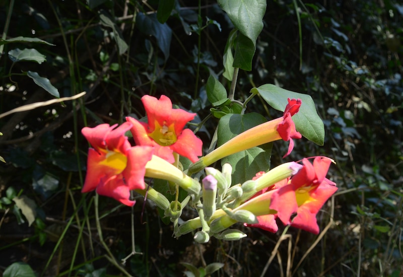 Flor de trompeta roja