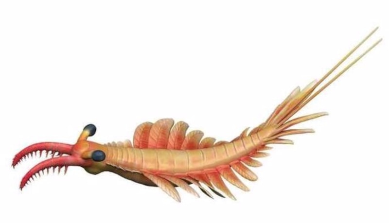 Fósil de un anomalocaris