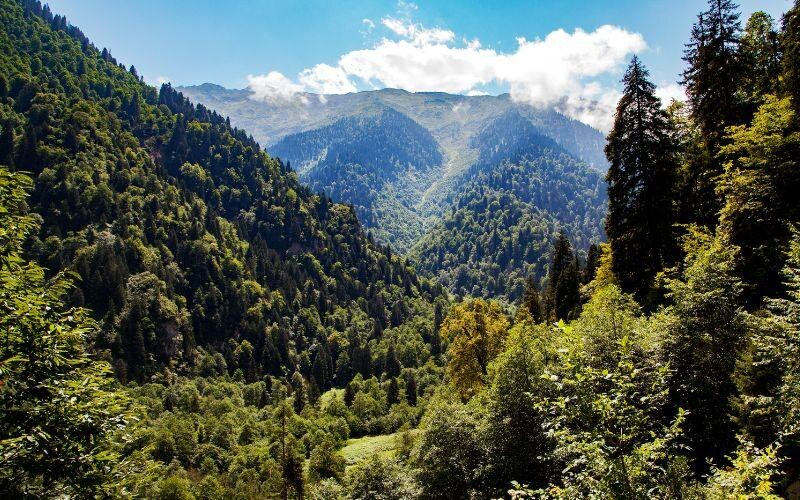 Hermoso paisaje de montaña con bosque verde