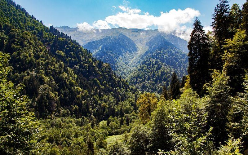 Hermoso paisaje de montaña con bosque verde
