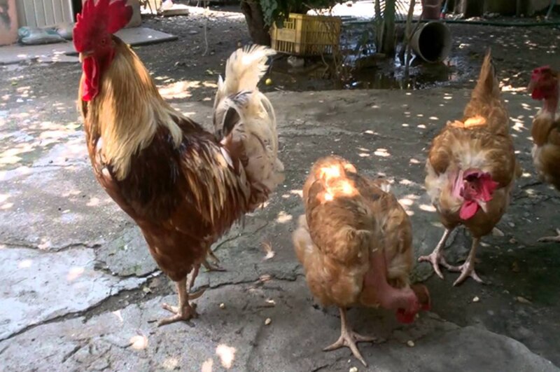 Un gallo y dos gallinas en el patio trasero
