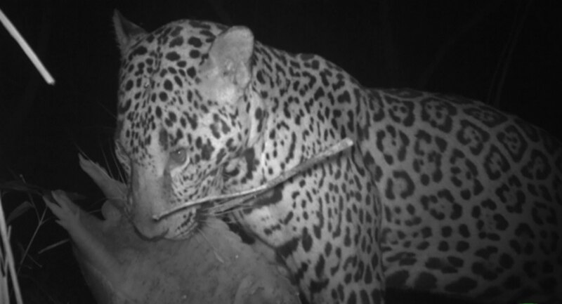 Jaguar en la noche