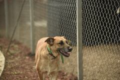 Un total de 171 perros rescatados del Refugio Franciscano permanecen en estado delicado