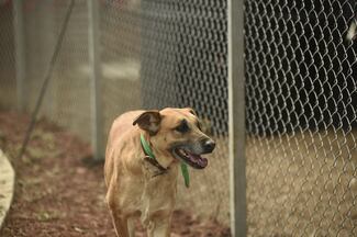 Un total de 171 perros rescatados en Cuajimalpa permanecen en estado delicado