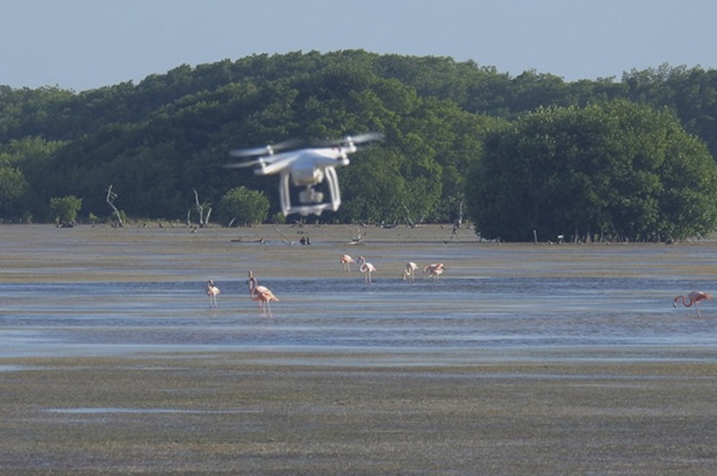 Dron sobrevuela una bandada de flamencos en la laguna rosada de Celestún, Yucatán, México.