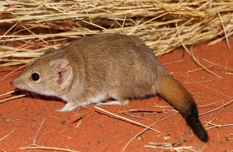 El ratón marsupial australiano, un pequeño mamífero australiano