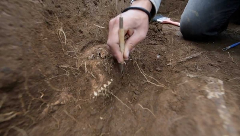 Un arqueólogo desenterrando un fósil